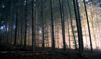 Wie schnell wir uns um die Sonne drehen, merke ich, wenn ich mit Hilfe eines Lichtkegels im Wald zurückfinden will. 
