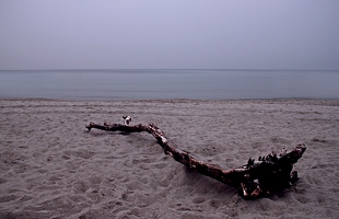 Das Meer stellt sich ganz ruhig, damit niemand merkt, dass es mit voller Wucht den Baum rausgeschmissen hat. 