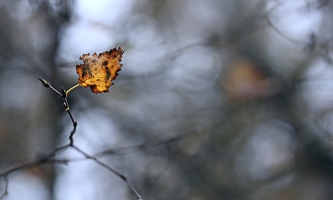 Unruhig im Wind flatternde Schmetterlinge verlieren oft ihren zweiten Flügel.