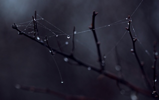 Nebel, der: Scheuer Künstler, zeigt sich selten, arbeitet am liebsten mit Spinnen und Bäumen zusammen. 