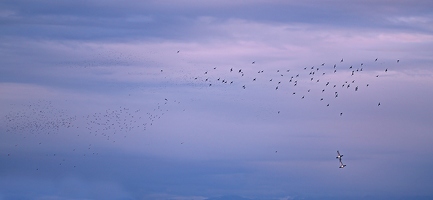 Die Enten wollen den Himmel wohl wieder verdunkeln, die aufgerissene Wolkendecke ist aber auch wirklich ungewohnt. 