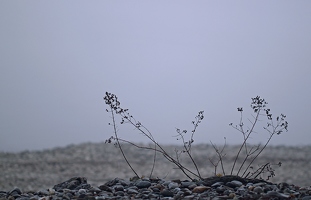 Die Blumen halten nach allen Richtungen Ausschau, aber der Bodensee bleibt verschwunden. 