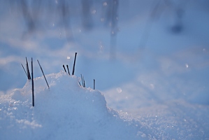 Bei Winterspaziergängen schön vorsichtig, sonst tritt man noch auf verschneite Winterschlafigel. 