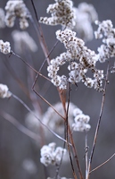 Im Winter braucht es Schneehauben, die Blumen improvisierten zwischenzeitlich. 