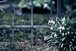 Frühling auf dem Friedhof ist wohl unpassend, vielleicht lässt man ihn deshalb vor dem Grabzaun warten. 