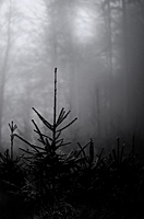 Vorsichtshalber vom dunklen Waldboden schlucken lassen, um nicht wie Frost und Nebel im Licht zu verschwinden. 