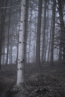 Ausgerechnet der Baum mit dem gleichen Weiß wie der Nebel ist am schlechtesten in ihm versteckt. 