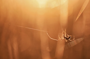 Während ich von Mücken gestochen werde, juble ich der Spinne beim Netzbau zu. 