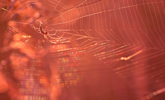 Die Spinne, die wartet, dass sich etwas im Netz verfängt, aber dabei nicht mit Regenbögen gerechnet hat. 