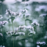 Ich strecke mich wie die Blumen, sich im Regen klein machen würde ja auch nichts bringen. 