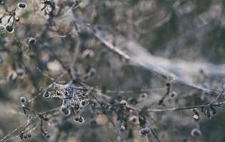 Spinnweben und andere Kletten 