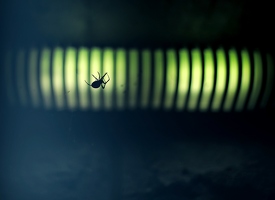 Spinne Nr. 28 zappelt unruhig. Ist wahrscheinlich nicht gewohnt, dass nachts jemand in der Unterführung bei ihr stehen bleibt. 