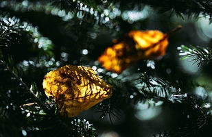 Ich mag den Goldschmuck im Nadelbaum irgendwie nur lange vor Weihnachten. 