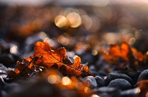 Manchmal reichen die eiskalten Steine nicht als Beweis für das Sommerende, denken die Bäume und schütteln den Herbst runter.
