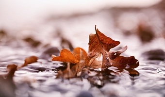 Der Bodensee wechselt zwar oft die Farbe, Rostrot ist er aber zum Glück nur in unmittelbarer Nähe zu den Herbstblättern.