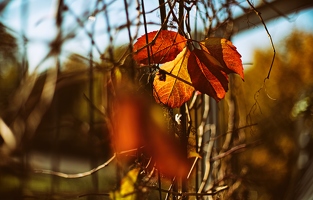 Herbst ist, wenn ich versuche, zwischen dem ersten abgefallenen und letzten hängenden Blatt durchgehend sitzen zu bleiben.