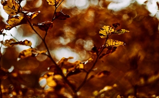 Auch wenn ich selber nie Goldschmuck tragen würde, die Herbstbäume bewundere ich dann doch immer.