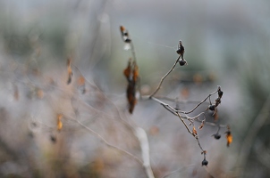 Die Fächer im Wald sind im Winter dem Bedarf an kühlender Luft angepasst.