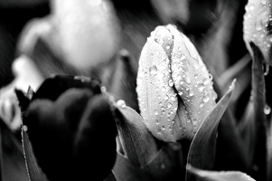 Die Tulpen meinen, sie stünden nicht für verzweifelt gewollten Frühling. Vorsichtshalber fotografiere ich sie trotzdem nur im Regen in s/w.