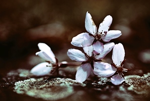Andeutungen vom Frühlingsende und andere Gründe, sich zusammen mit den Blüten auf den Boden zu werfen.