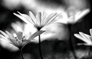 Ich liebe Schwarz, stehe aber auf weiße Blumen. Die Kamera findet das zum Glück so passend wie ich.