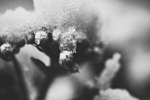 Man kann dem Schnee nur wünschen, dass der Blume bei Berührung auch so warm ums Herz wird, dass sie dahinschmilzt.
