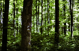 So sehr sich das Frühlingsgrün auch Mühe gibt, die Wald'Linien' sind trotzdem immer zu erkennen.  Für JedeWocheEinFoto auf Twitter, KW19/17