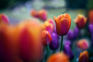 Lieblingsfarbe würde ich nicht sagen, aber den sonnenuntergangsfarbenen Tulpen sage ich das natürlich auch nicht.  Für JedeWocheEinFoto auf Twitter KW18/17