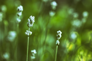 Weißer Lavendel und andere giftgrüne Sommerträume