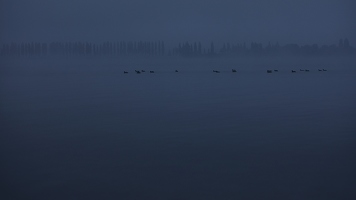 Zum Glück ist dichter Nebel, sonst müsste ich wieder nachzählen, ob es genauso viele Enten im See wie Bäume in der Reichenauer Allee sind.