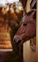 Eines der drei Pferde, die immer begrüßend den Kopf an der Hofzufahrt rausstrecken. Jetzt im Herbst ist das besonders passend.