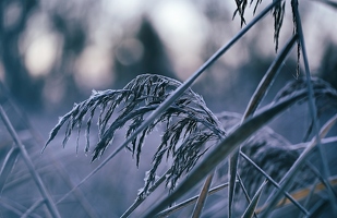 Wenn mir der Frost mithilfe des Schilfs einen Weg zeigt, geht es eben tiefer in den Wald hinein.