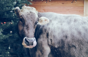 Zur Versöhnung hat die Kuh, die aus der lebenden Krippe ausgebüxt ist, den Weihnachtsbaum angeknabbert.