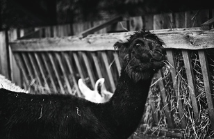 Lamas sind die, deren Gesichtsausdruck sogar dann freundlich und einladend aussieht, wenn sie ihr Heu nicht wirklich teilen wollen.