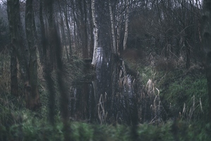 Wenn ich durch Wälder laufe finde ich immer diese bestimmten Stellen, von denen ich denke, dass ich nie gefunden werden würde und dann frage ich mich, ob ich überhaupt wirklich dort sein kann.