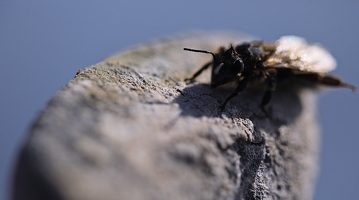 Ich weiß nicht so genau, ob die Biene mein Vorbild war oder andersrum, aber wir mussten beide in der Sonne auf den Ufersteinen am See trocknen.