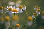 Ähnlichkeiten seien rein zufällig, erzählen mir die Feldrandblumen und ich hoffe, das ist nur eine Ausrede, sich weiter wild zu vermischen.