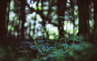 Irgendwann wäre ich gerne Dünger für Waldblumen. Derweil übe ich schon mal, möglichst unsichtbar im Unterholz zu liegen.