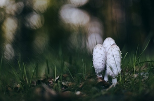 In den Gedankenblasen der Pilze ist ganz schön viel Gras. Bei meiner Fantasie hab ich vorsichtshalber dann aber beides nicht probiert.