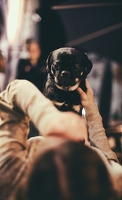 Ich knie nicht vor dem Stuhl des Lieblingskollegen oder liege mit der Kollegin auf der Straße, ich fotografiere einen umwerfendstarken Minihund!