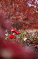 Die Rosenabteilung trägt Herbstfarben, denkt aber nicht daran, schon zu blühen aufzuhören.
