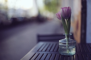 Jemand will lieber eine Tulpe halten, als sein Eis. Genauso unglücklich hat er danach auch geschaut. Als würde es heute irgendeinen dafür Grund geben. Herzlich Willkommen @staysinbed ! ❤️