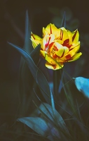 So ein Umzug ist oft schwer und hat viele Schatten, die Tulpe aus dem alten Garten hat sich aber ganz hervorragend ein Beispiel an der Strahlkraft der Mitstandortwechslerin genommen 