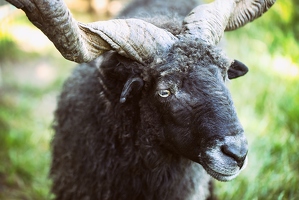 Das schwarze Schaf, der Kopfschmuck, und wie ich ein bisschen aufpassen musste, während ich versucht hab, mich über den Zaun zu hängen, um etwas besser auf Augenhöhe zu kommen.