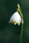 485A5056neuklein