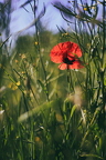 485A6683neuklein