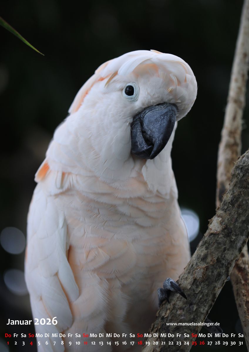 Wandkalender 2026 Hochformat – Bild 4