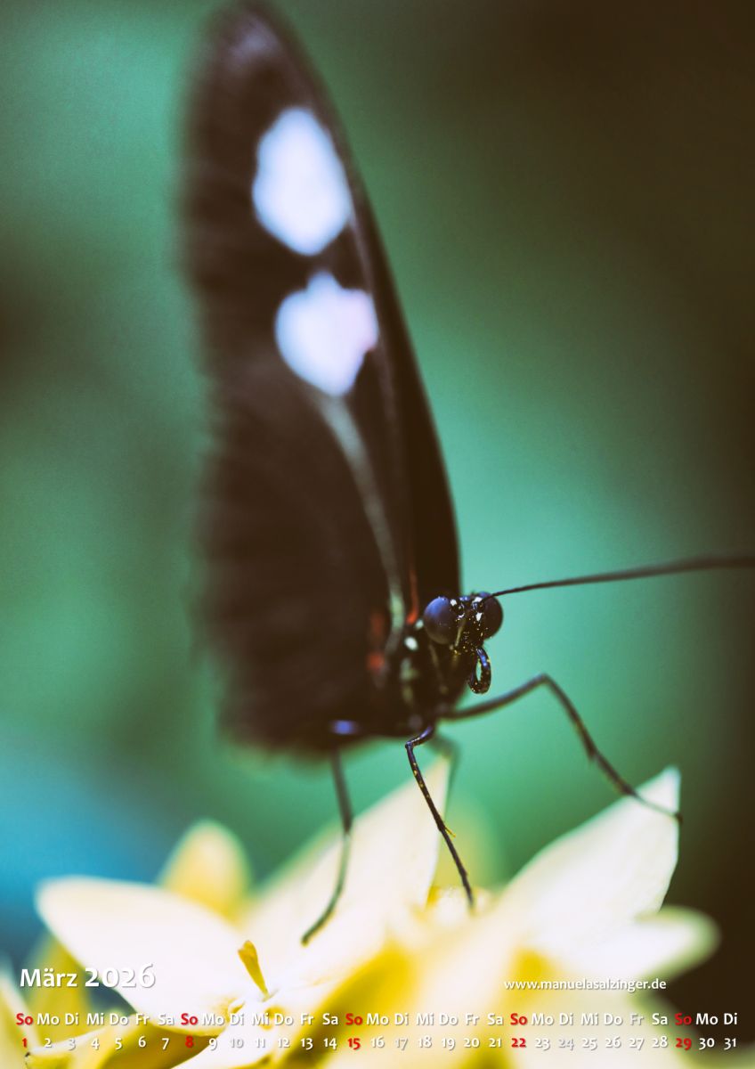 Wandkalender 2026 Hochformat – Bild 6