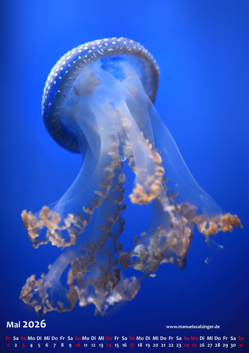 Wandkalender 2026 Hochformat – Bild 8