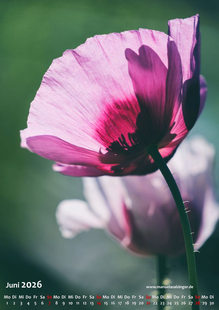 Wandkalender 2026 Hochformat – Bild 9